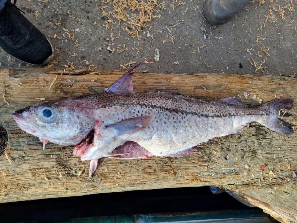 A new haddock-cod-like fish was found in the Gulf of Maine this winter.