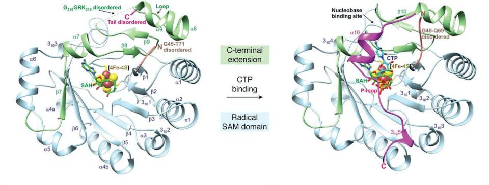 This illustration shows the structure of viperin without (left) and with (right) an antiviral bound in its center. <a href="https://doi.org/10.1074/jbc.REV120.012784" rel="nofollow noopener" target="_blank" data-ylk="slk:Soumi Ghosh and Neil Marsh/Journal of Biological Chemistry;elm:context_link;itc:0;sec:content-canvas" class="link ">Soumi Ghosh and Neil Marsh/Journal of Biological Chemistry</a>, <a href="http://creativecommons.org/licenses/by-sa/4.0/" rel="nofollow noopener" target="_blank" data-ylk="slk:CC BY-SA;elm:context_link;itc:0;sec:content-canvas" class="link ">CC BY-SA</a>