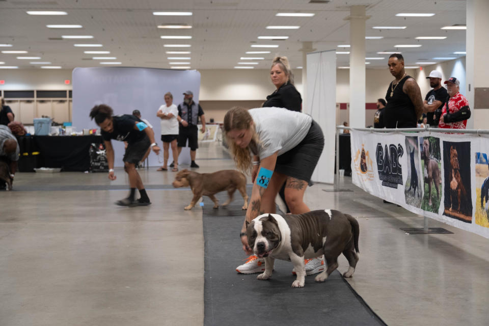 A handler tries to get her dog to cooperate Saturday at the American Bully Kennel Club show at the Amarillo Civic Center.