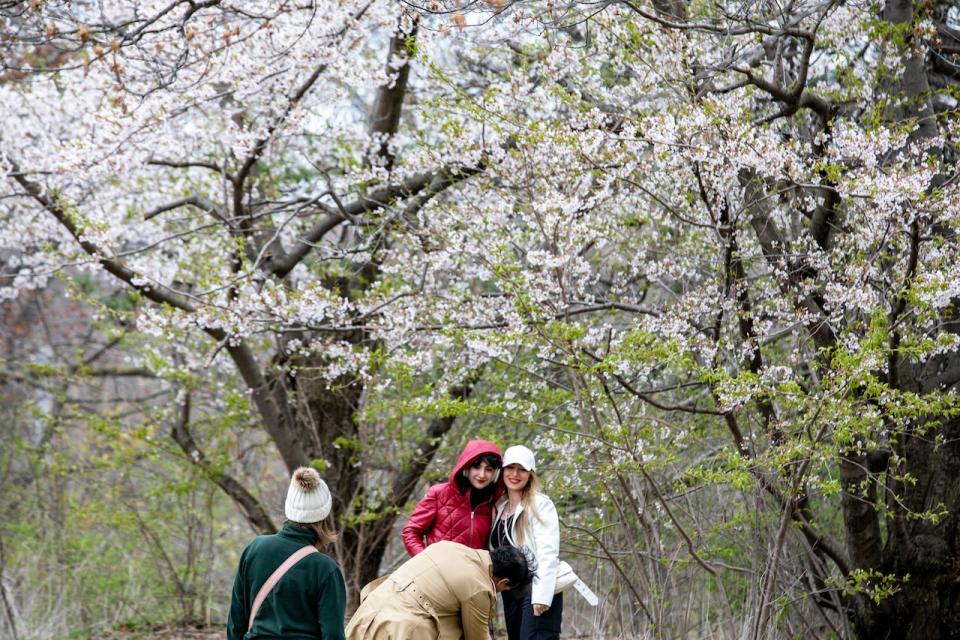 People take photos with the cherry blossoms at High Park in Toronto on April 28, 2023.