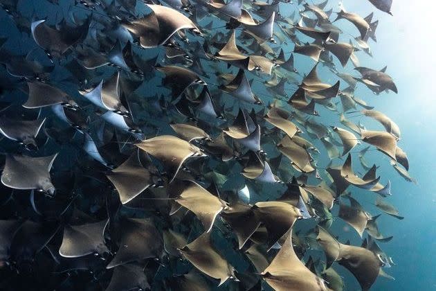 <p>La danse de milliers de mobulas dans la baie de Magdalena, en Basse Californie.</p>