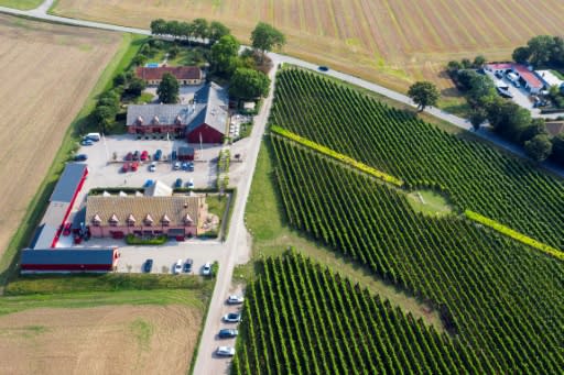 Fladie vineyard, where Murre Sofrakis is the winegrower, counts on about a hundred volunteers to help him out in their free time