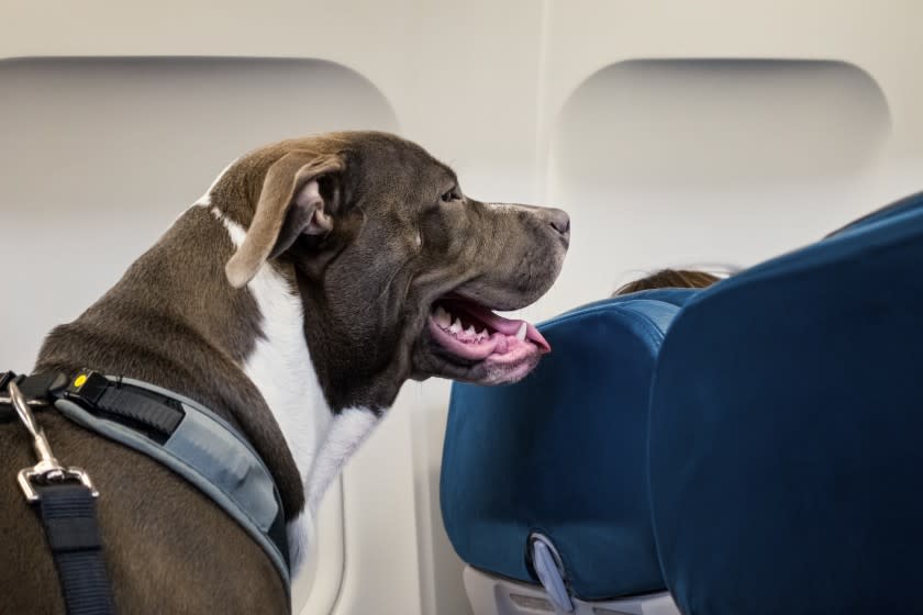 Dog Traveling on Airplane