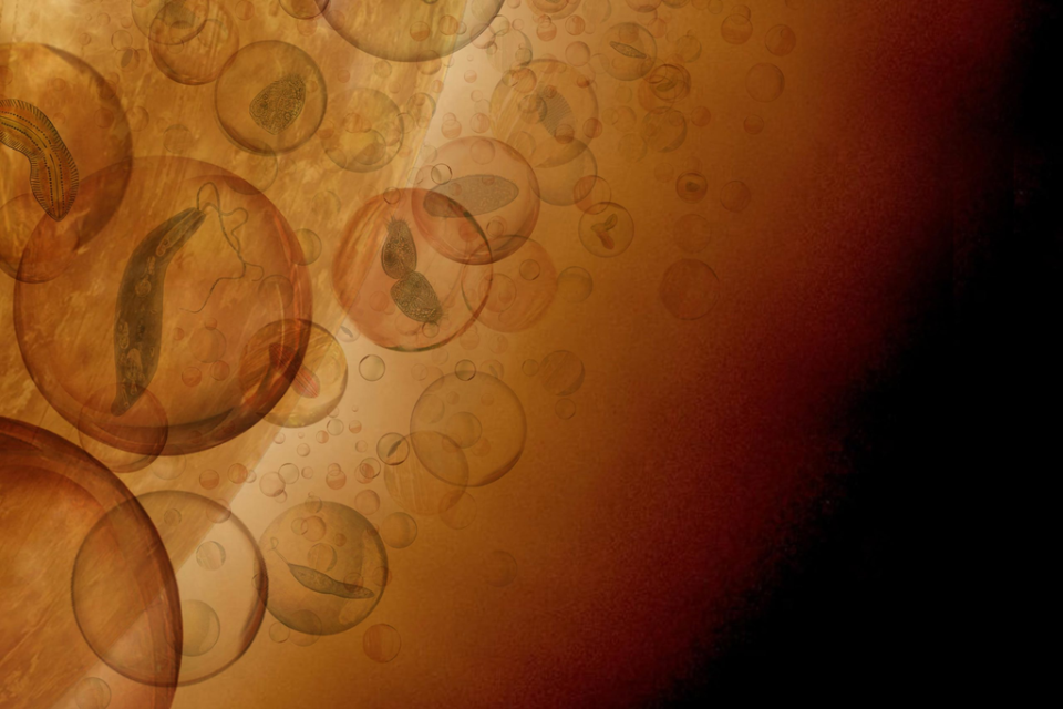 Conceito artístico de microrganismos hipotéticos em Vênus, vivendo em partículas protetoras nas nuvens (Imagem: Reprodução/J. Petkowska)