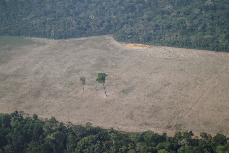 FILE PHOTO: An aerial view shows a tree at the center of a deforested plot of the Amazon near Porto Velho, Rondonia State