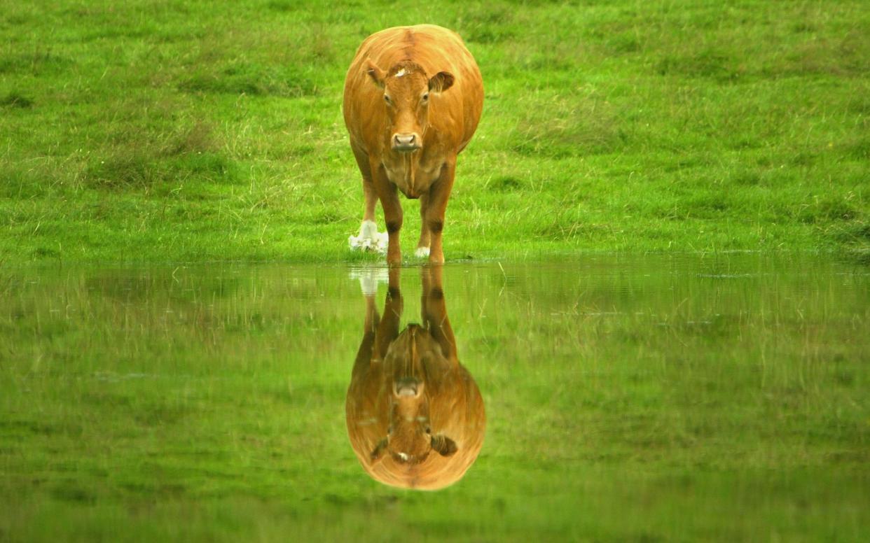 Cows could hold the key to defeating HIV virus - Getty Images Europe