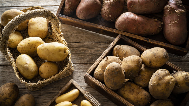 Raw potatoes  after harvest