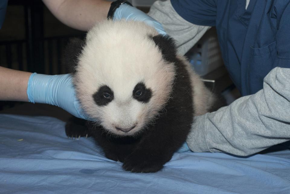 Handout picture of newest baby panda born at the Smithsonian's National Zoo in Washington