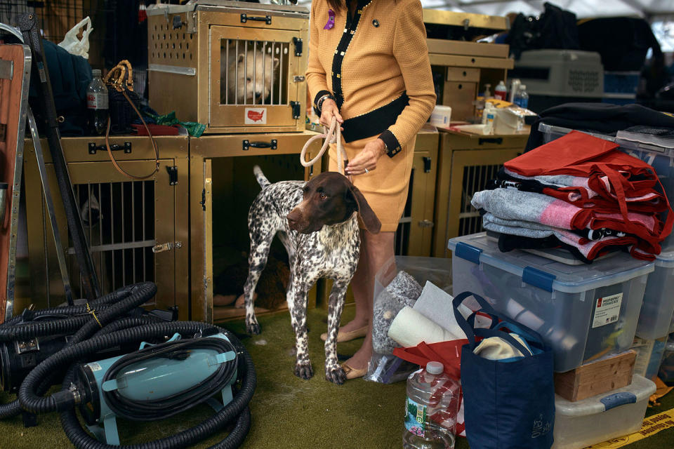 Image: Westminster Kennel Club Crowns Best In Show At Annual Dog Show German Shorthaired Pointer dog (Andres Kudacki / Getty Images)