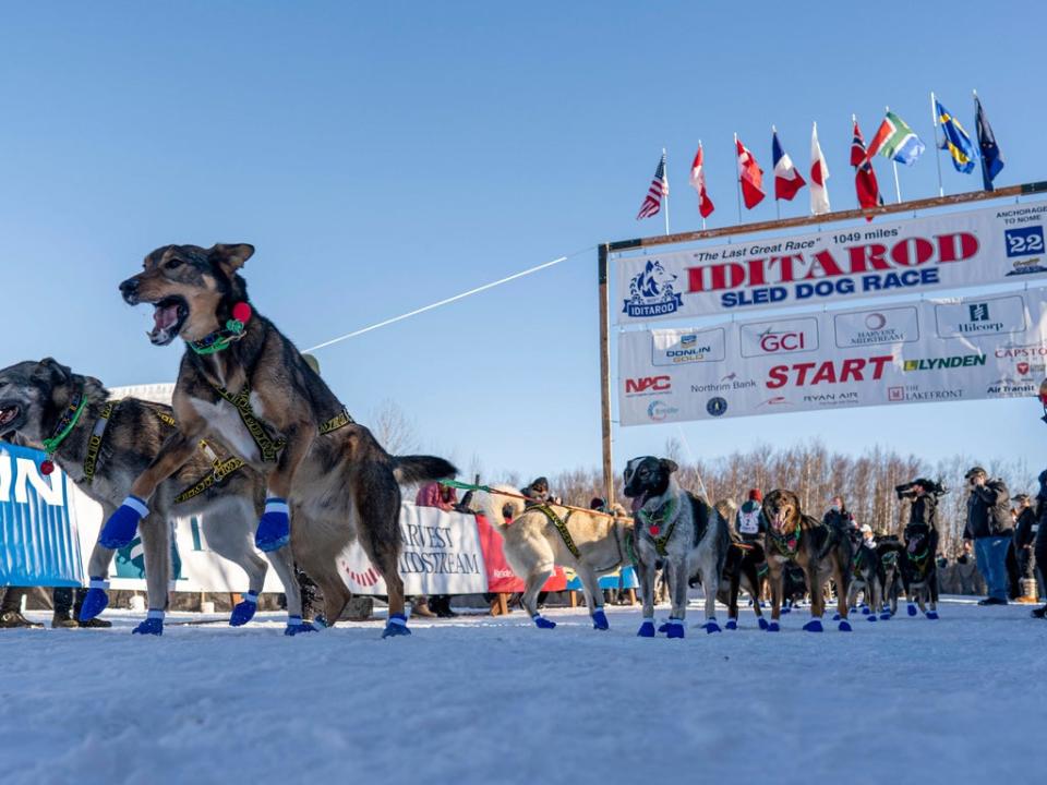 Musher Sean Williams' lead dogs jump just before they begin their run to Nome at the restart of the Iditarod Trail Sled Dog Race on Sunday, March 6, 2022, in Willow, Alaska (AP)