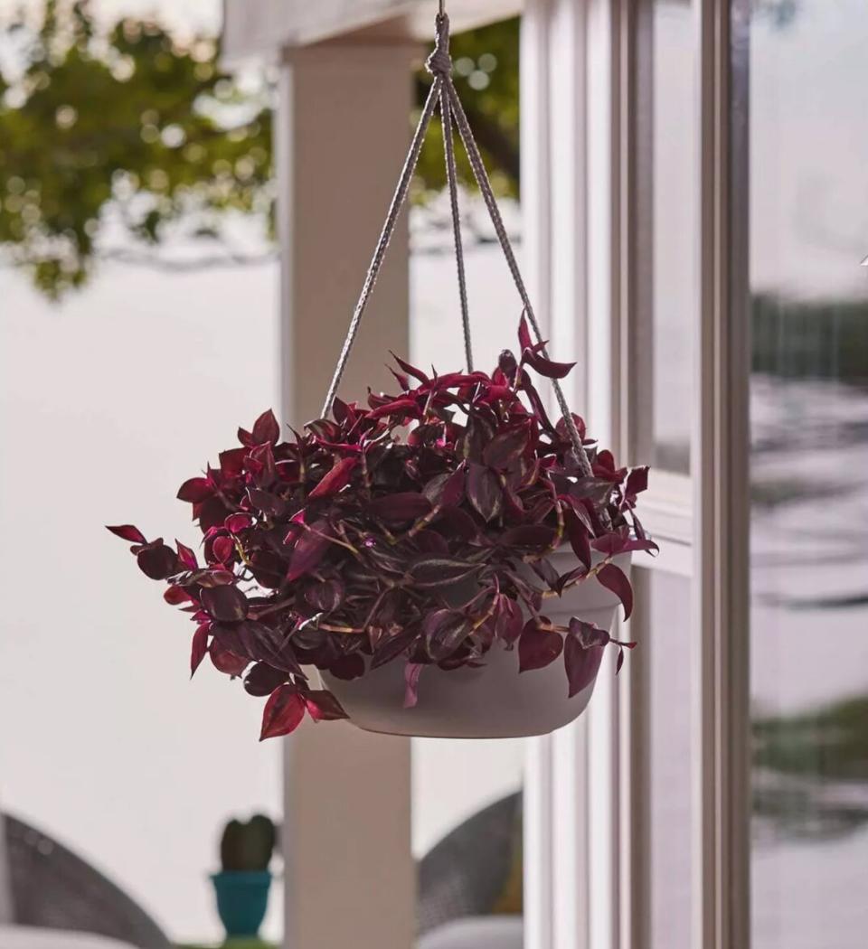 Bloem Dura Cotta Hanging Basket.