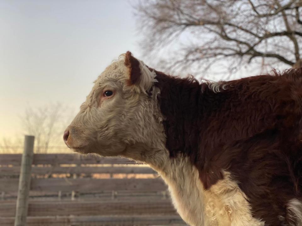 Young Hereford cow that escaped a Queens, N.Y. slaughterhouse finds a new home at Skylands Animal Sanctuary and Rescue Center in Wantage.