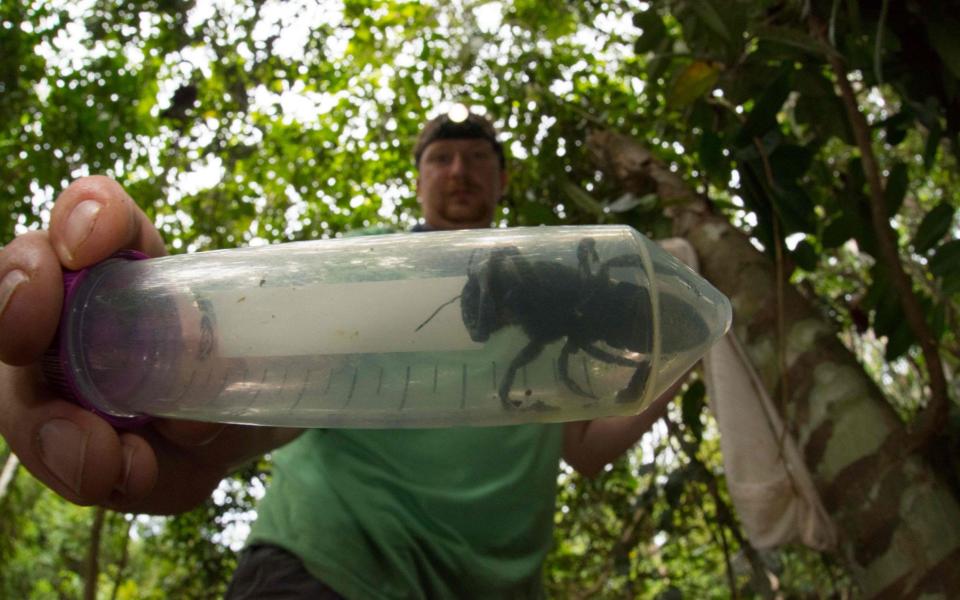 The world's largest bee has been rediscovered in Indonesia - AFP