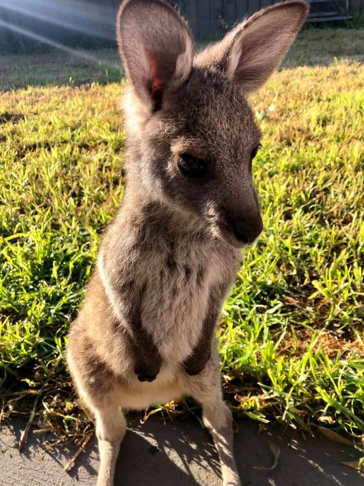 A photo of a joey. Ms Severi says it important to make sure there is no joey in a deceased mother's pouch.