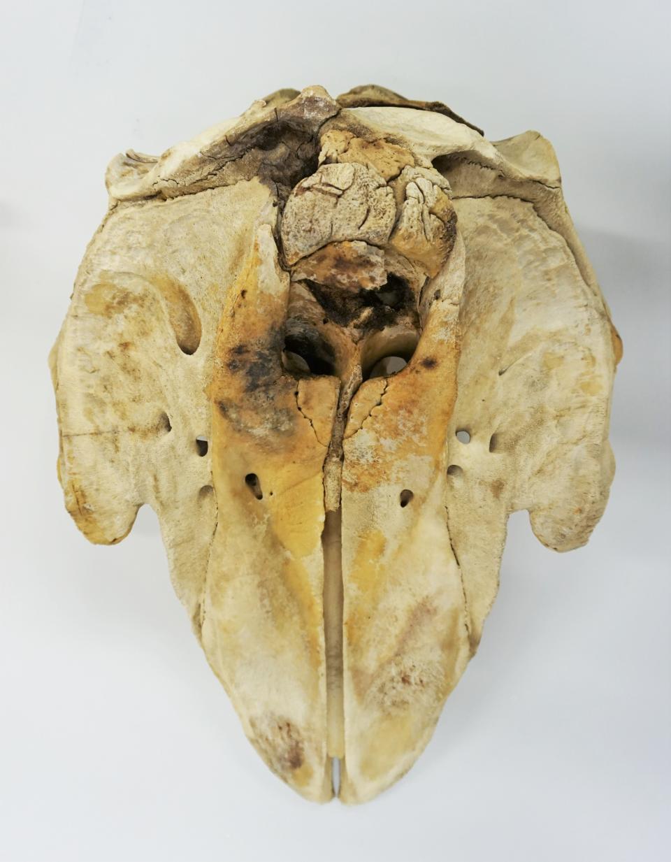 Researchers examined the whale’s skull (National Museums Scotland/PA)