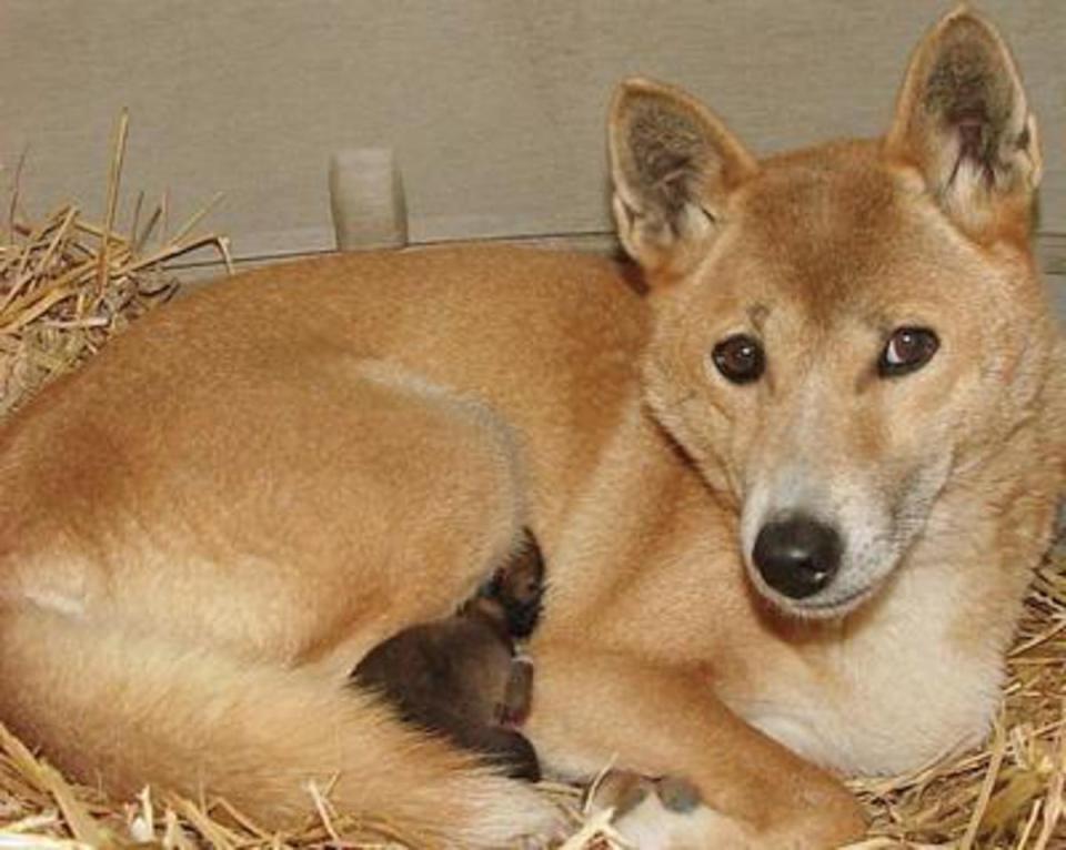 A captive New Guinea singing dog with her pups (Alarmy/PA)