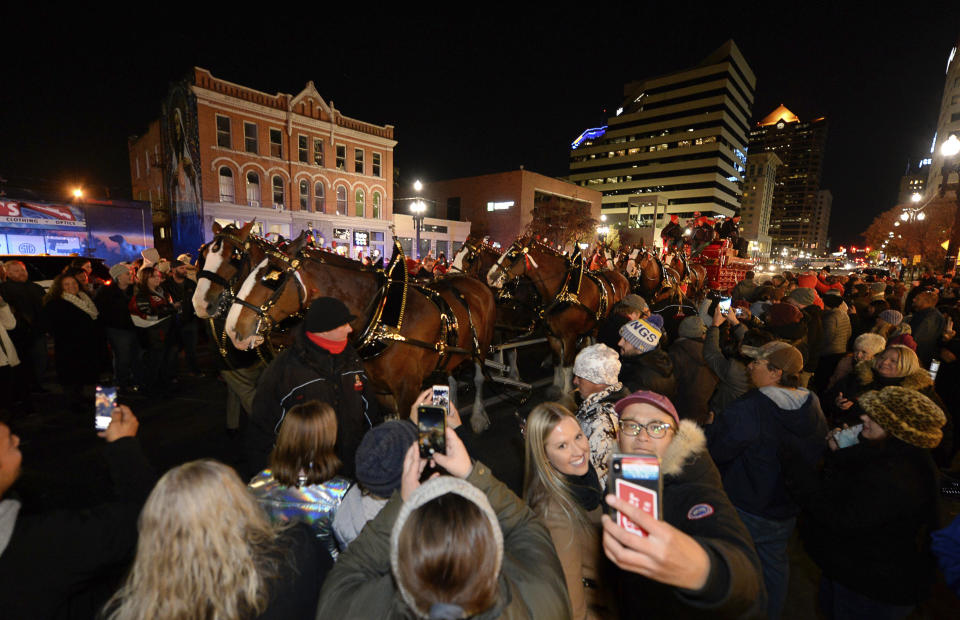 Budweiser's iconic Clydesdales walk in a procession, Wednesday, Oct. 30, 2019, in Salt Lake City, to celebrate the changing beer laws in the state. (Francisco Kjolseth/The Salt Lake Tribune via AP)