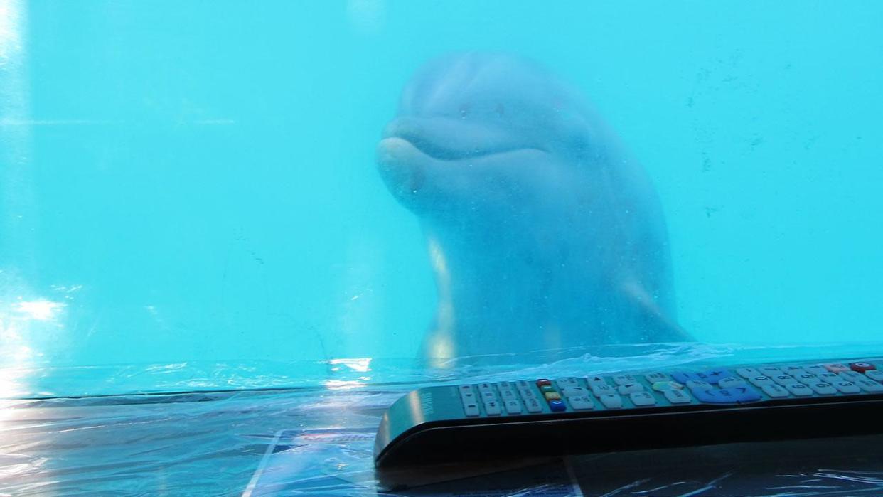 Delfín viendo la tele desde la ventana de su cubículo. (Crédito imagen Zoo Biology).