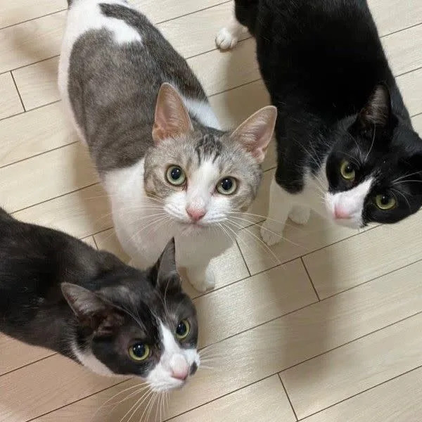 ▲飼主家裡養了三隻貓咪。（圖／IG帳號kuromame_touhu）