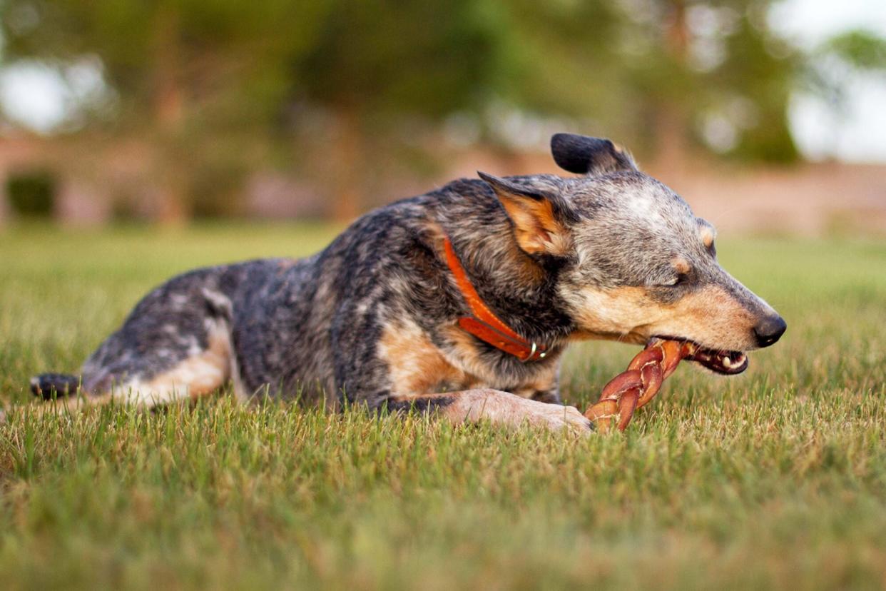 dog chewing on bully stick outside in grass