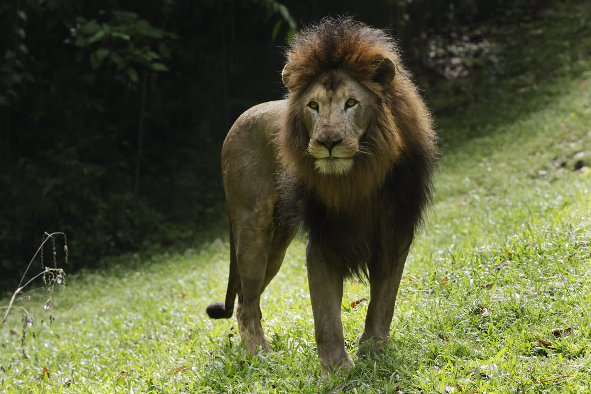 An African lion at the Singapore Zoo. (PHOTO: Mandai Wildlife Group)