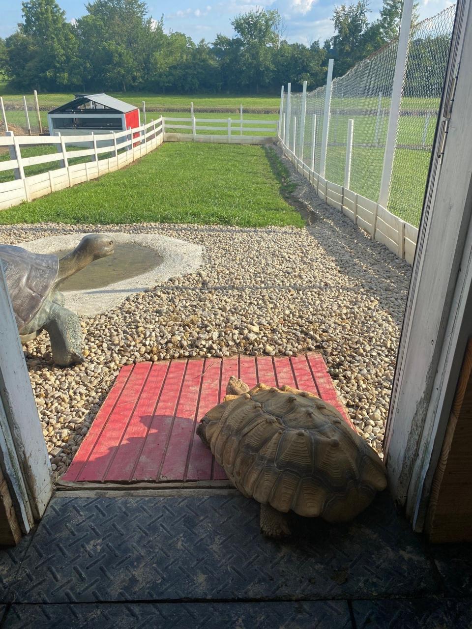 Oscar the African Sulcata tortoise, at right, heads out for a walk at the Westmeister Farm, which is open to visitors year round at 4097 Plymouth-Springmill Road. Private tours are offered to individuals or groups.