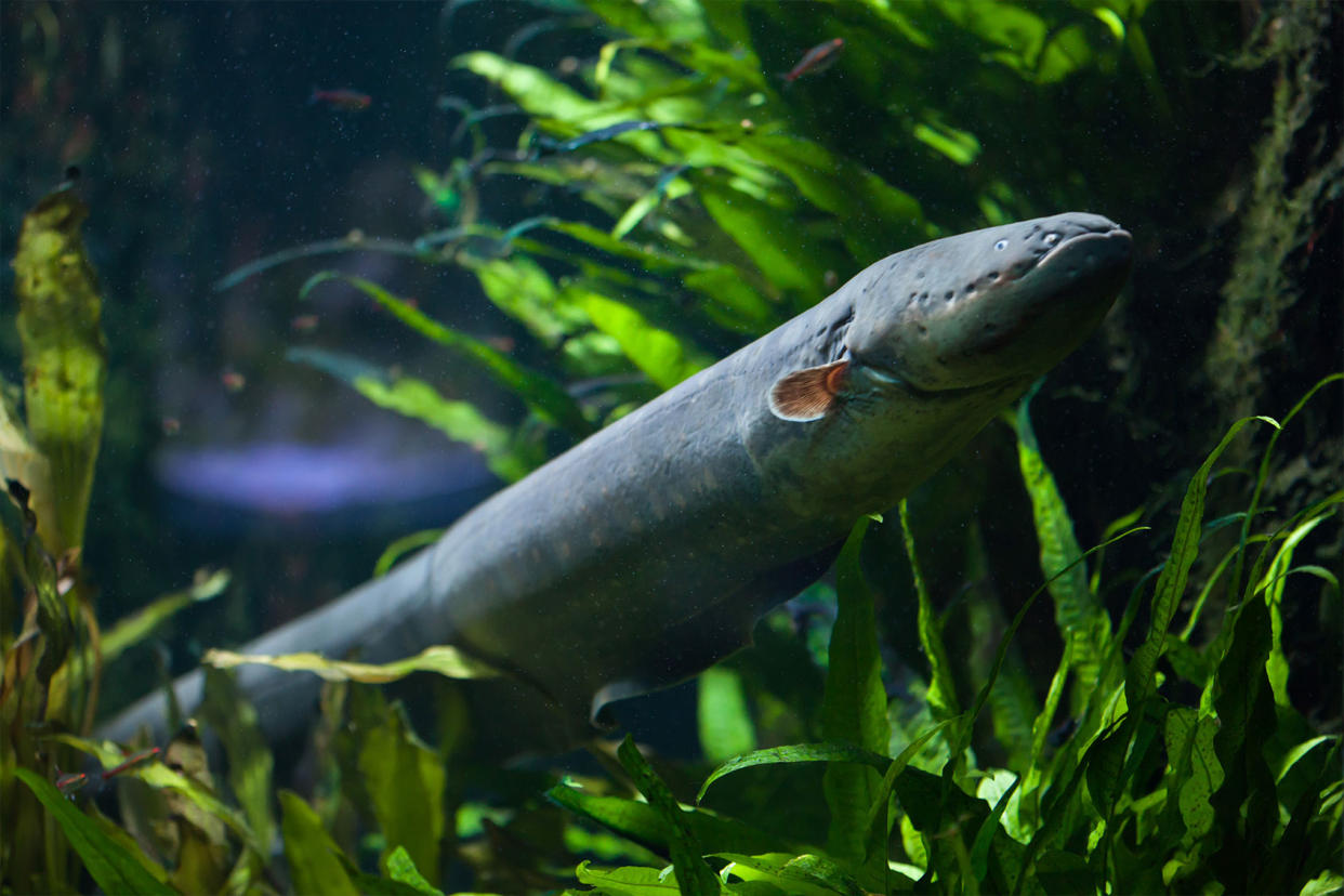 Electric Eel Getty Images/wrangel