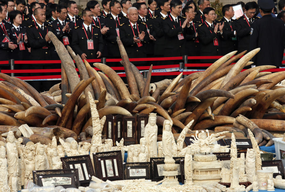 Customs officers attend a ceremony before destroying illegal ivory in Dongguan, southern Guangdong province, China Monday, Jan. 6, 2014. China destroyed about 6 tons of illegal ivory from its stockpile on Monday, in an unprecedented move wildlife groups say shows growing concern about the black market trade by authorities in the world's biggest market for elephant tusks. (AP Photo/Vincent Yu)