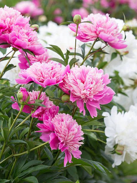 beautiful flowers peonies garden with bright pink and white petals and juicy green leaves in a bush in the garden in summer