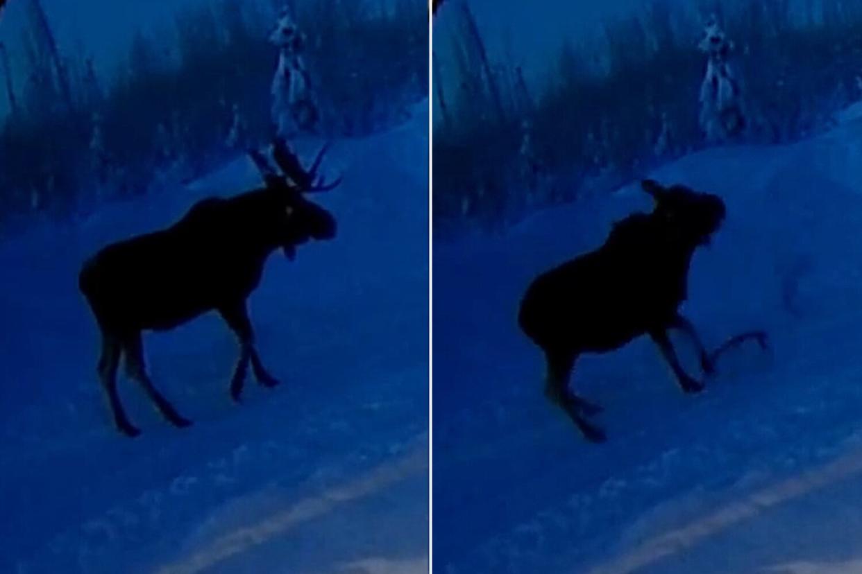 Rare Moment: Moose Sheds Both Antlers Caught on Ring Camera