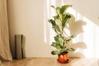 <p>Nothing breathes life into a home quite like a new <a href="https://www.womenshealthmag.com/life/g26610281/best-indoor-plants/" rel="nofollow noopener" target="_blank" data-ylk="slk:indoor plant;elm:context_link;itc:0" class="link ">indoor plant</a>. Leafy green beauties can brighten up and add decoration to any nook or tabletop. Whether you're a proud <a href="https://www.womenshealthmag.com/life/g29429017/gifts-for-plant-lovers/" rel="nofollow noopener" target="_blank" data-ylk="slk:plant parent;elm:context_link;itc:0" class="link ">plant parent</a> looking to grow your collection or you finally want to find a plant you can manage to keep alive, this major <a href="https://www.amazon.com/deal/63cfa566?tag=syn-yahoo-20&ascsubtag=%5Bartid%7C10067.g.42657303%5Bsrc%7Cyahoo-us" rel="nofollow noopener" target="_blank" data-ylk="slk:Amazon plant sale;elm:context_link;itc:0" class="link ">Amazon plant sale</a> has some of the best prices we've ever seen for online plant delivery. </p><p>If you're thinking, "I didn't even know Amazon sold plants," you'll be pleased to discover just how many varieties are available to shop including some of the best low-light houseplants like <a href="https://www.amazon.com/dp/B08547758V?tag=syn-yahoo-20&ascsubtag=%5Bartid%7C10067.g.42657303%5Bsrc%7Cyahoo-us" rel="nofollow noopener" target="_blank" data-ylk="slk:snake plants;elm:context_link;itc:0" class="link ">snake plants</a>. Whether you're on the hunt for something small like a <a href="https://www.amazon.com/dp/B07G7HH94S?tag=syn-yahoo-20&ascsubtag=%5Bartid%7C10067.g.42657303%5Bsrc%7Cyahoo-us" rel="nofollow noopener" target="_blank" data-ylk="slk:pothos;elm:context_link;itc:0" class="link ">pothos</a> or a large fiddle leaf fig tree to fill a space (<a href="https://www.amazon.com/dp/B07MLC234S?th=1&tag=syn-yahoo-20&ascsubtag=%5Bartid%7C10067.g.42657303%5Bsrc%7Cyahoo-us" rel="nofollow noopener" target="_blank" data-ylk="slk:this one is mature—up to three feet tall—for only $39!;elm:context_link;itc:0" class="link ">this one is mature—up to three feet tall—for only $39!</a>), there's a plant for you. Feel free to also snag a wonderful gift for the plant lover in your life.<br><br>This plant sale will certainly save you a trip to the garden center as your orders will be delivered straight to your doorstep. Plus, many of the plants in this sale come with a two or three-week shipping window, so you'll have plenty of time to find the right spot for it to live and pick up a new planter, soil, or watering can. </p><p>Not sure where to start? We've highlighted some editor-favorite plants and care instructions to help you decide, ahead.<br> </p>