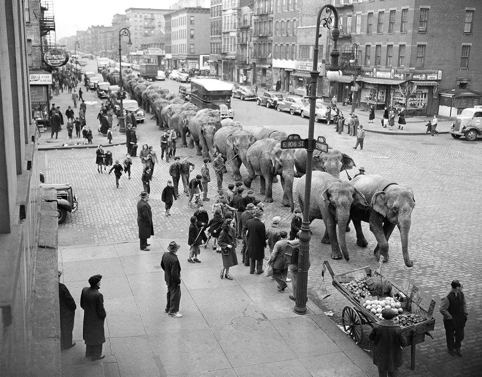 <p>Elephants from the Ringling Brothers and Barnum and Bailey Circus plod along Second Avenue at 106th Street in New York, April 2, 1948, after arriving by train for their annual appearance at Madison Square Garden. (AP Photo/Harry Harris) </p>