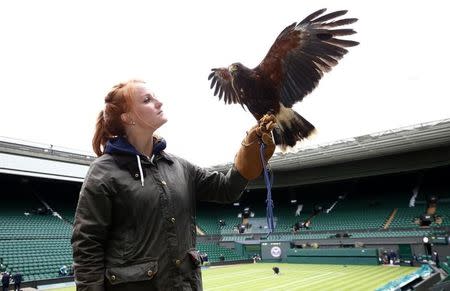 Imogen Davis poses for a photograph with Rufus, a Harris Hawk used at the Wimbledon Tennis Championships to scare away pigeons, in London June 24, 2013. REUTERS/Eddie Keogh/Files