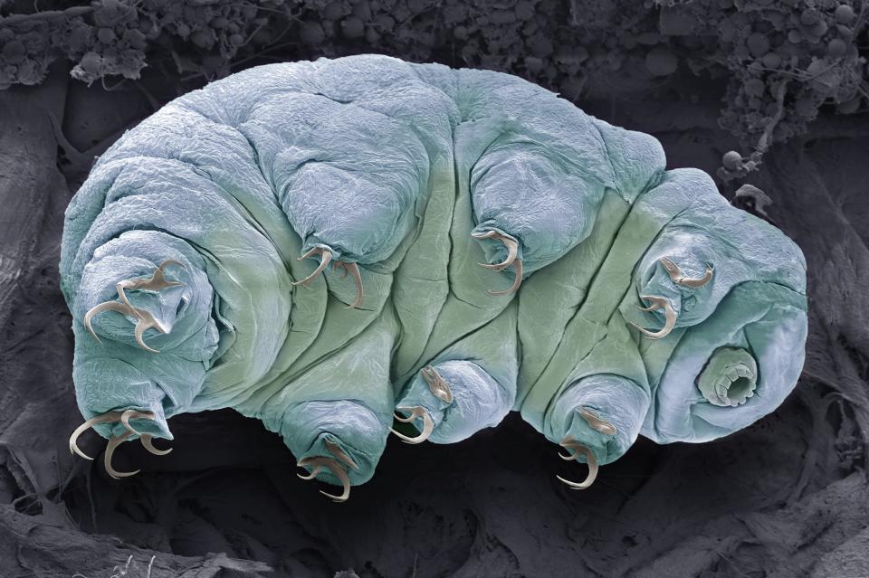 A tardigrade seen under a microscope.