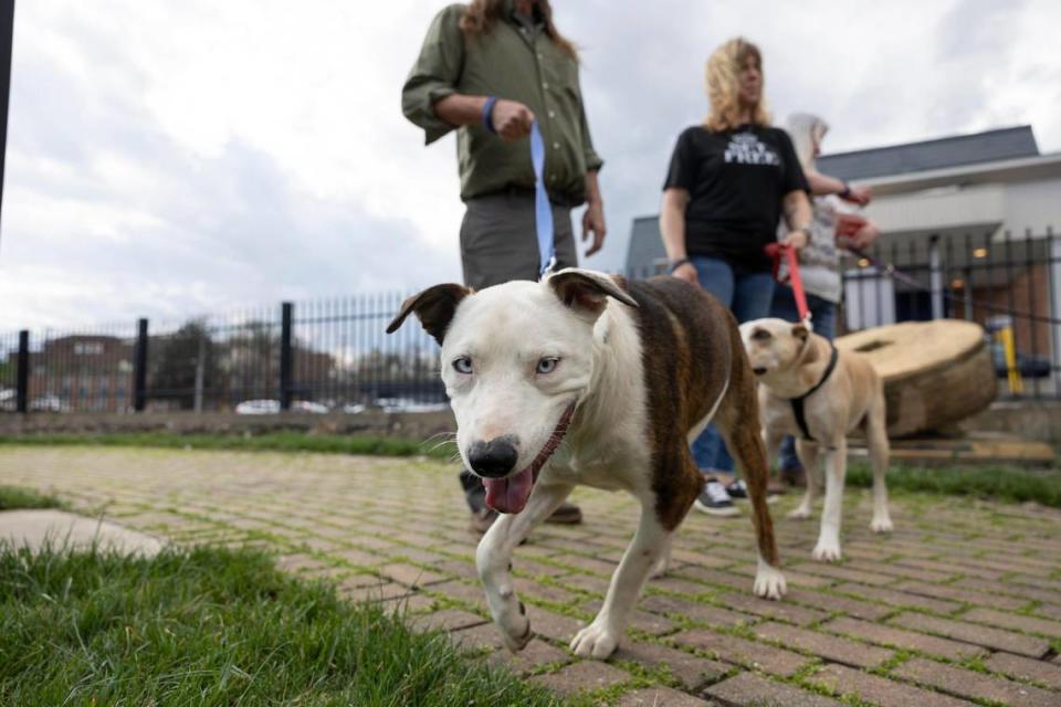 Members of SPARK Ministries take foster dogs for a walk at Millstone Park in Richmond, Kentucky, on Thursday, March 14, 2024. SPARK Ministries works to remove barriers for people who are recovering from addiction. Silas Walker/swalker@herald-leader.com