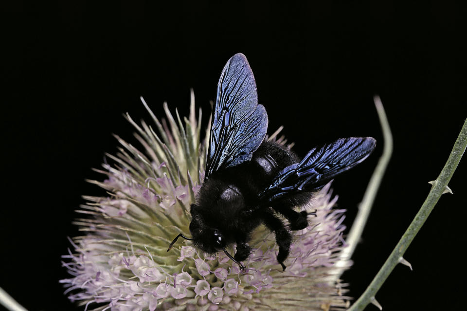 Wunderschön, aber auf den ersten Blick für viele bestimmt auch beängstigend: die blaue Riesenbiene. (Bild: Getty Images)