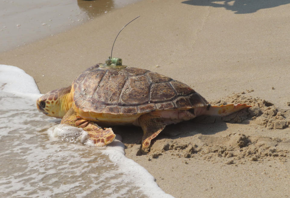 A turtle crawls into the surf in Point Pleasant Beach, N.J. on Aug. 2, 2022 after being released by a group that rehabilitated it. Sea Turtle Recovery released eight turtles that had been injured or sick, bringing to 85 the total number of turtles the group has healed and returned to the ocean since Dec. 2016. (AP Photo/Wayne Parry)