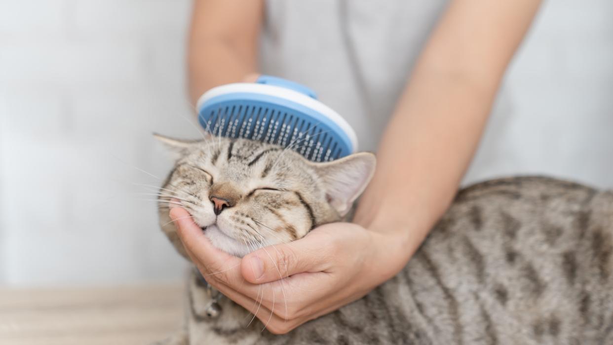  Woman places hand under cat's chin while brushing its head 