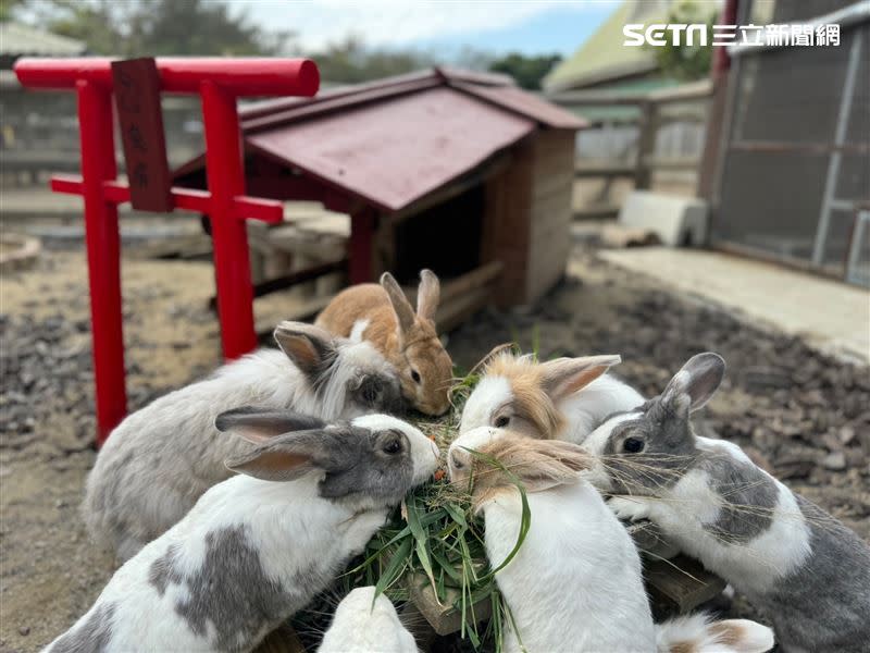 兔子們則群聚搶食草料大餐。（圖／頑皮世界提供）