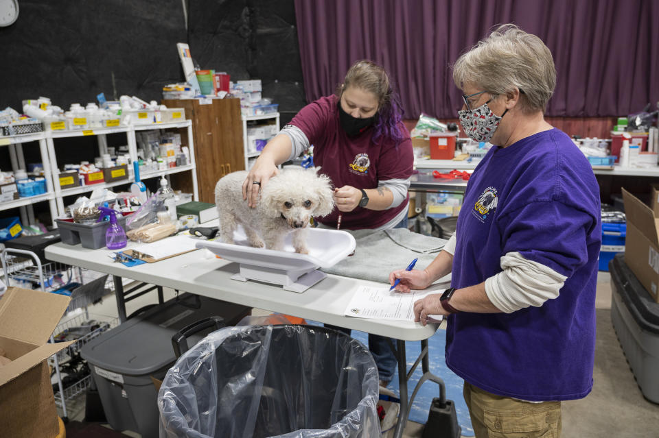 Leech Lake Legacy Director Jenny Fitzer, right, takes notes as vet tech Kris Stresemann of Minneapolis calms 17-year-old Lilly at the Legacy's clinic in Cass Lake, Minn., Sunday, Nov. 21, 2021. Lilly's owner regularly brings her in to have a cyst on her tail drained, for wellness checks and for nail trimming. For a decade, the nonprofit has been bringing veterinary services and taking away surrendered animals on the Leech Lake Reservation. (AP Photo/Jack Rendulich)