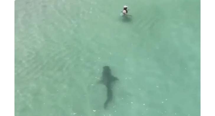 A shark just metres from a swimmer at Hillarys Beach in Perth.