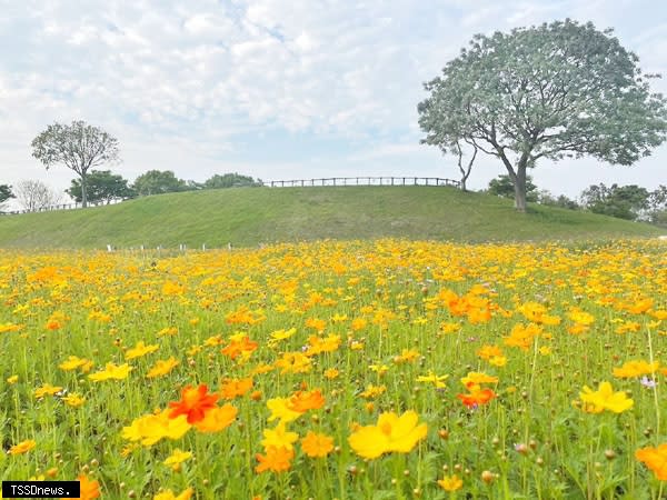 后里環保公園波斯菊花季預計到四月底，歡迎民眾前往拍照打卡。