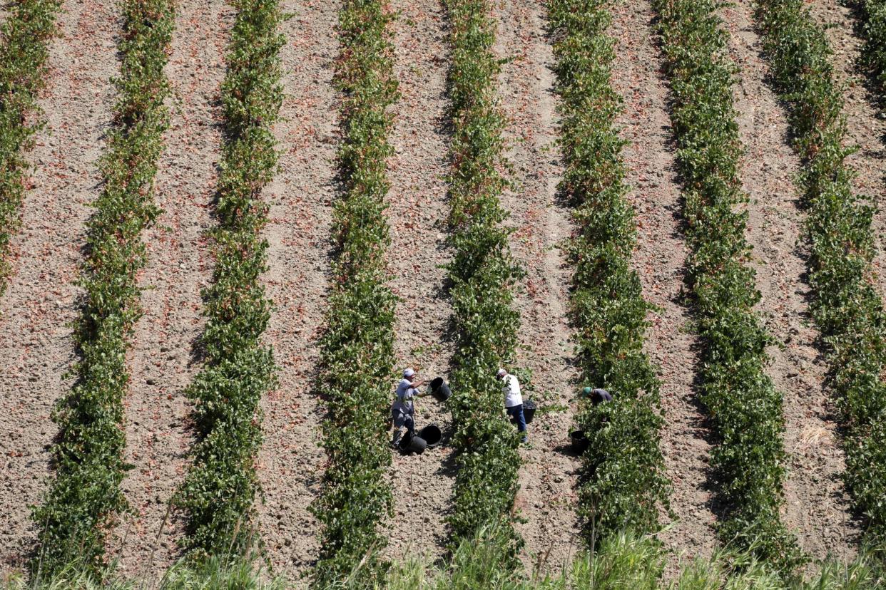 Farm labourers work in a vineyard on the island of Sicily: AFP/Getty