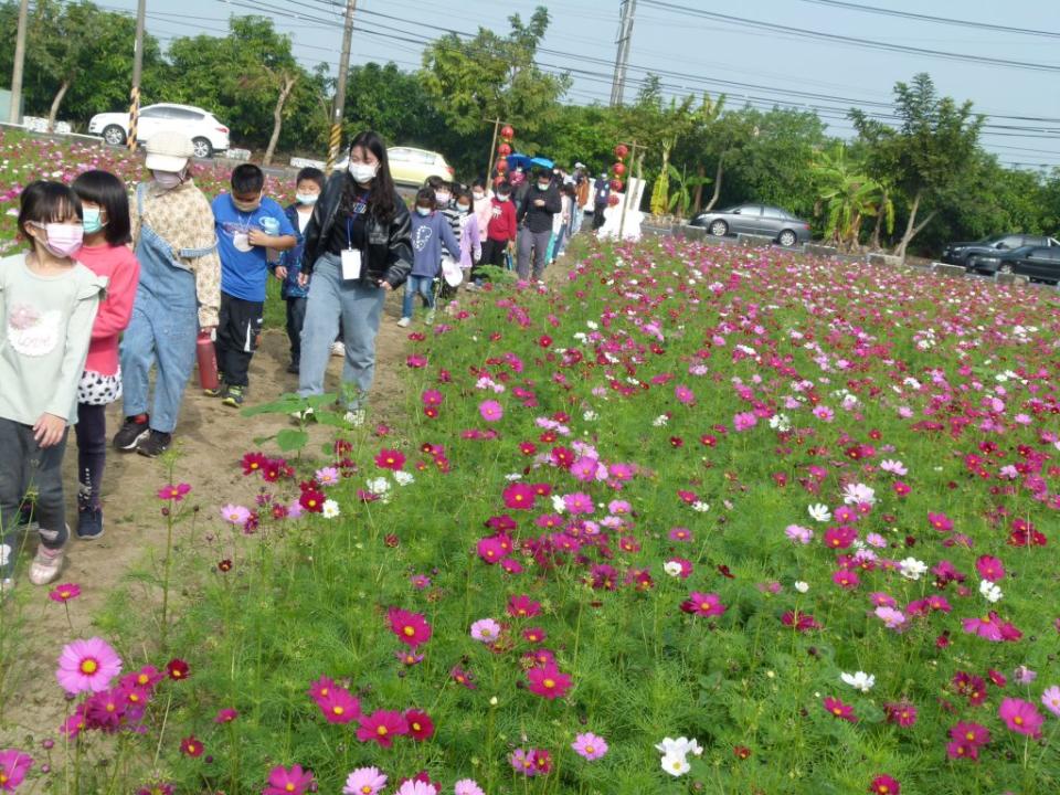 山上區花海如畫，等著大家賞花趣。（記者張淑娟攝）