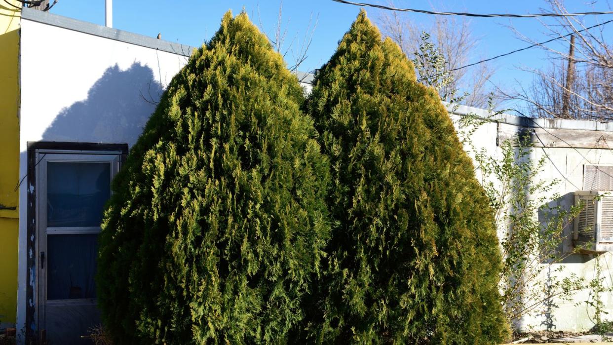 types of christmas trees, leyland cypress trees outside