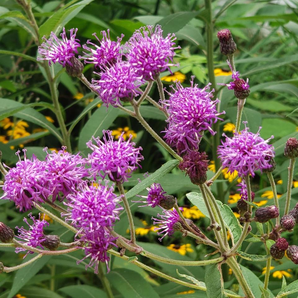 A close-up of the plant