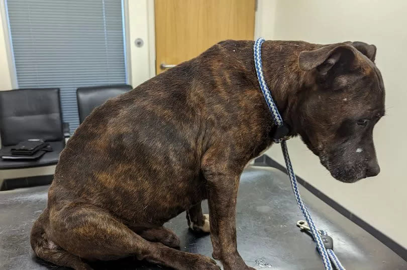Staffordshire bull terrier Dozer had an untreated anal mass