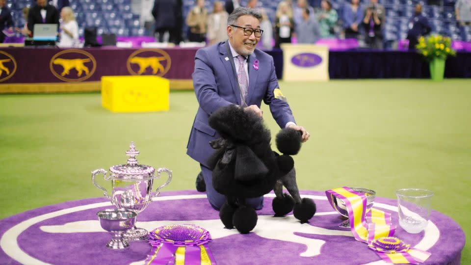 Sage, a Miniature Poodle from Houston, Texas, wins Best in Show during the 2024 Westminster Kennel Club Dog Show in New York City. - Kena Betancur/AFP/Getty Images