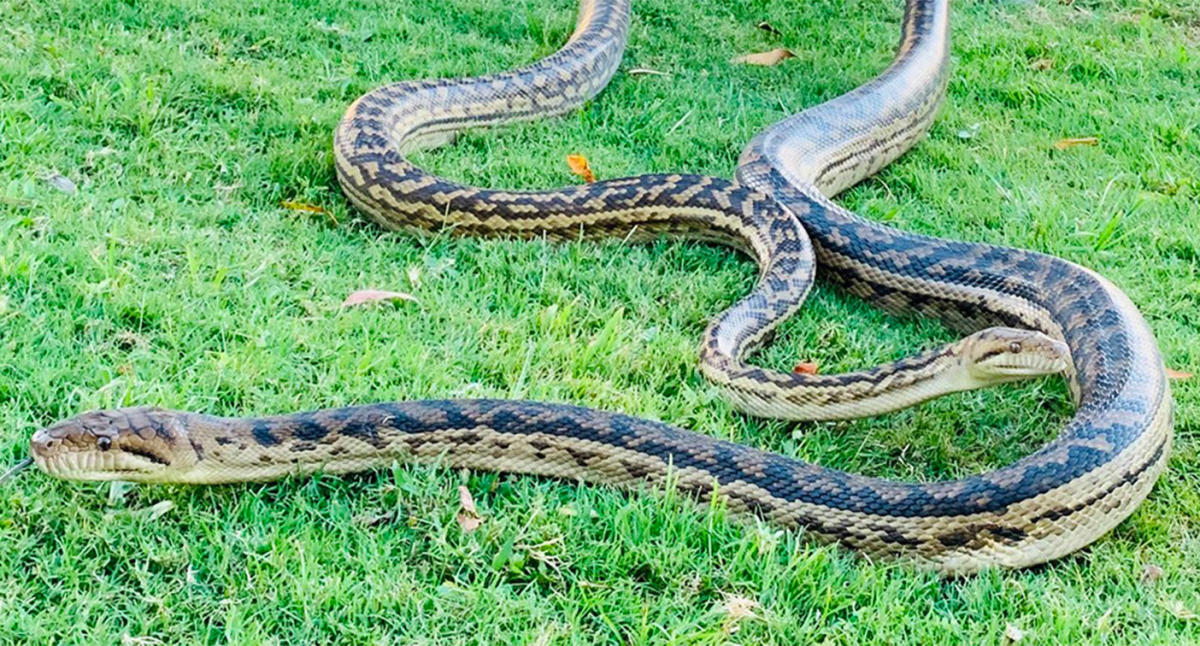 Terrifying moment two pythons crash through skylight and battle each other  in woman's shower