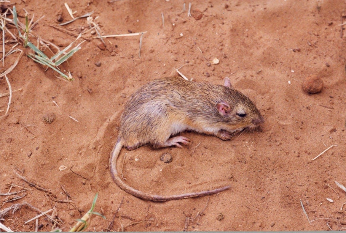 The hispid pocket mouse, Chaetodipus hispidus, is widespread in Texas and Oklahoma.